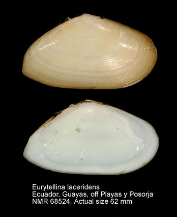Eurytellina laceridens.jpg - Eurytellina laceridens(Hanley,1844)